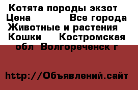 Котята породы экзот › Цена ­ 7 000 - Все города Животные и растения » Кошки   . Костромская обл.,Волгореченск г.
